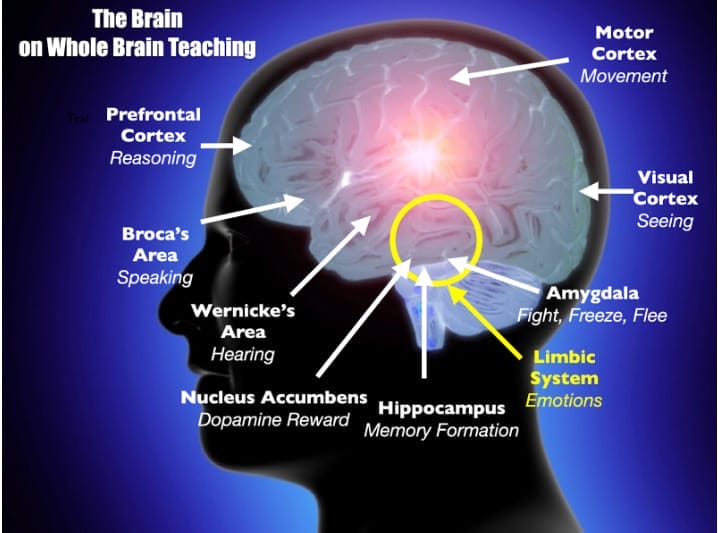 The Brain on WBT